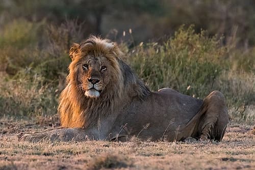 Male lion resting at sunrise-looking at the camera Ndutu-Ngorongoro Conservation Area-Tanzania Art Print